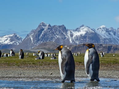 South Georgia Island